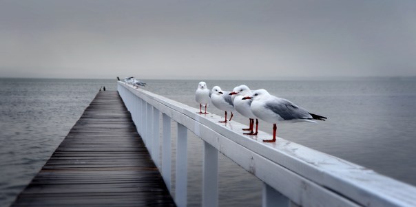 Gulls in rain