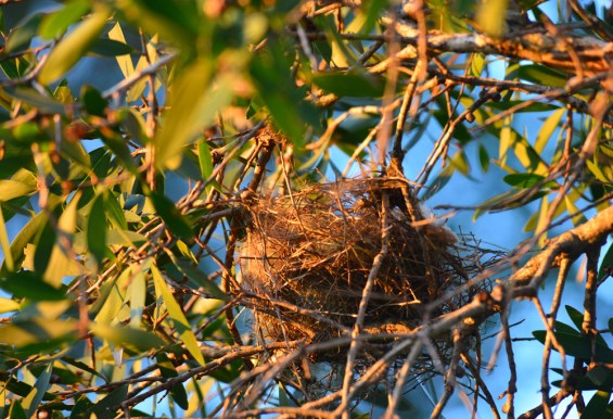 The nest