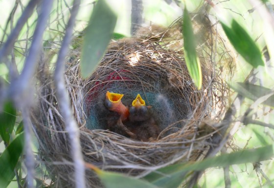 And then there were two!